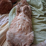 Caramel participe au concours pour gagner de l'argent avec cette photo : animal, bed, belly_up, blanket, cat, cozy, cute, domestic_cat, feline, fluffy, fur, indoor, orange_tabby, paws, pet, relaxed, resting, sleeping, textured, two_cats