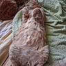 animal, bed, belly_up, blanket, cat, cozy, cute, domestic_cat, feline, fluffy, fur, indoor, orange_tabby, paws, pet, relaxed, resting, sleeping, textured, two_cats