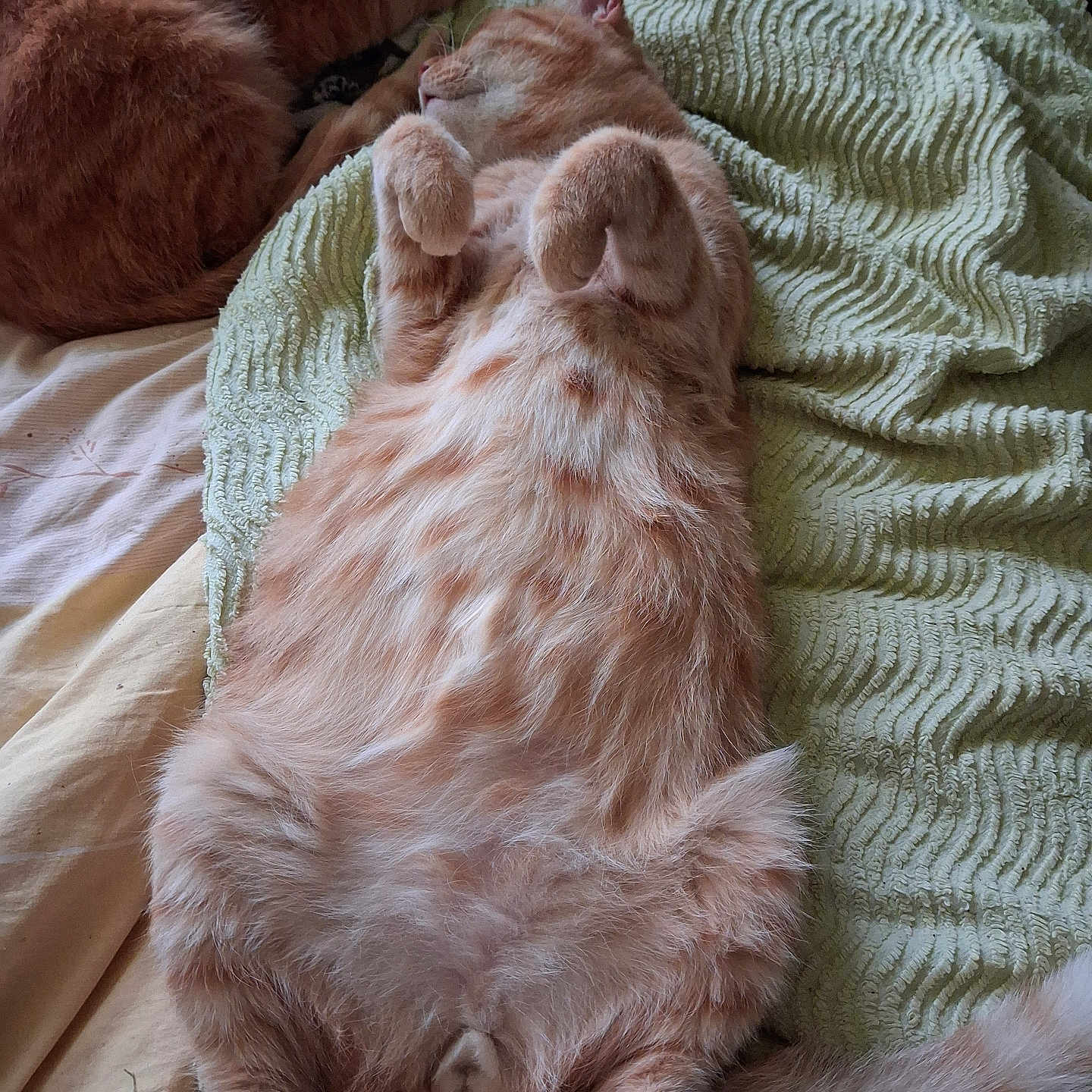 Caramel