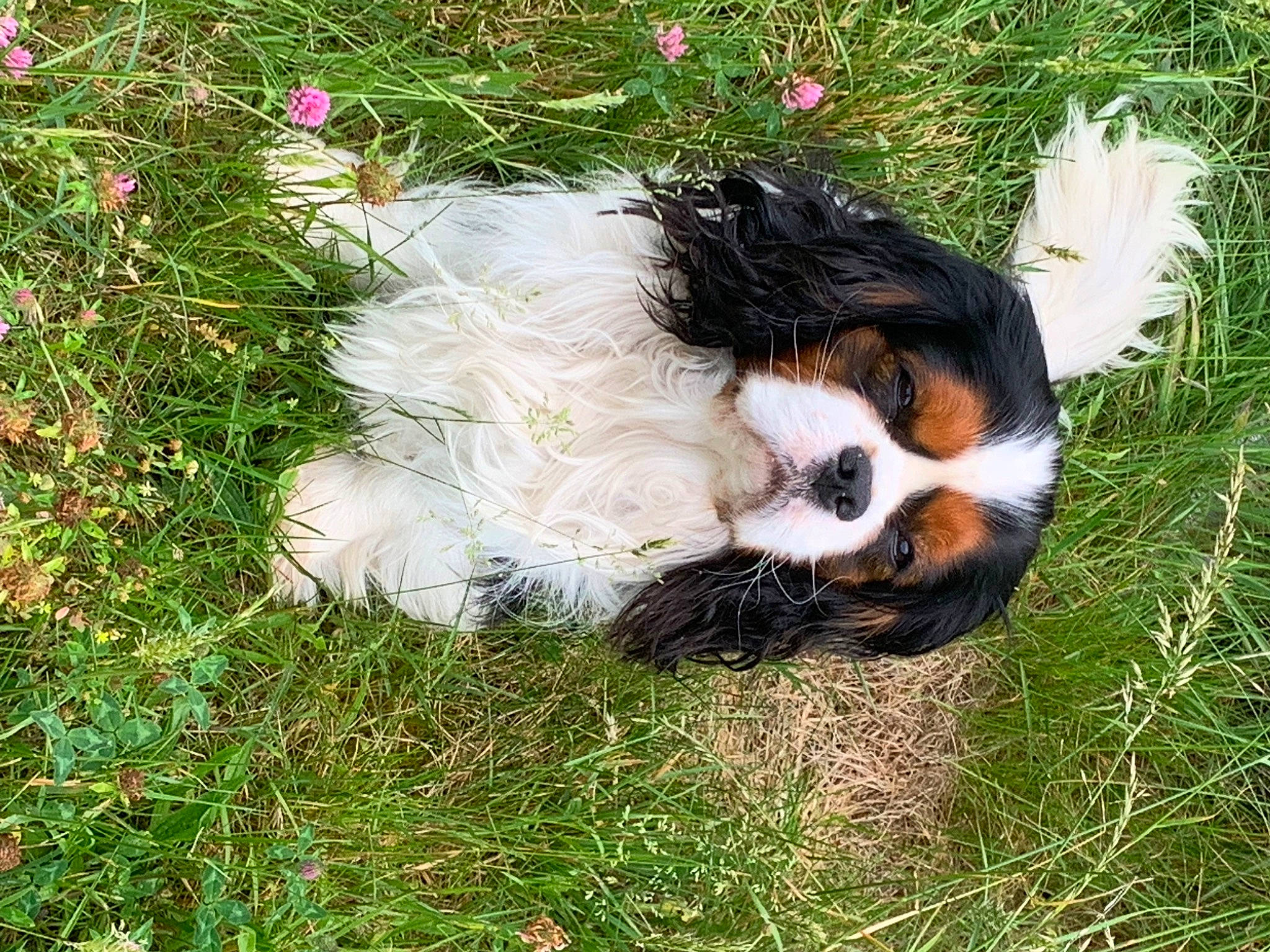 Opium a rejoint le concours — aidez-le/la à gagner de superbes lots ! canidae, carnivore, companion_dog, dog, dog_breed, flower, fur, grass, groundcover, plant, puppy, sporting_group, tail, terrestrial_animal, toy, toy_dog