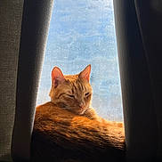 Peanut joined the competition — help win amazing prizes! animal, cat, closeup, cozy, curtains, domestic, feline, fur, ginger_cat, home, indoor, leisure, mammal, pet, relaxation, resting, shadow, sleepy, sunlight, window