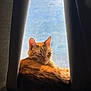 animal, cat, closeup, cozy, curtains, domestic, feline, fur, ginger_cat, home, indoor, leisure, mammal, pet, relaxation, resting, shadow, sleepy, sunlight, window