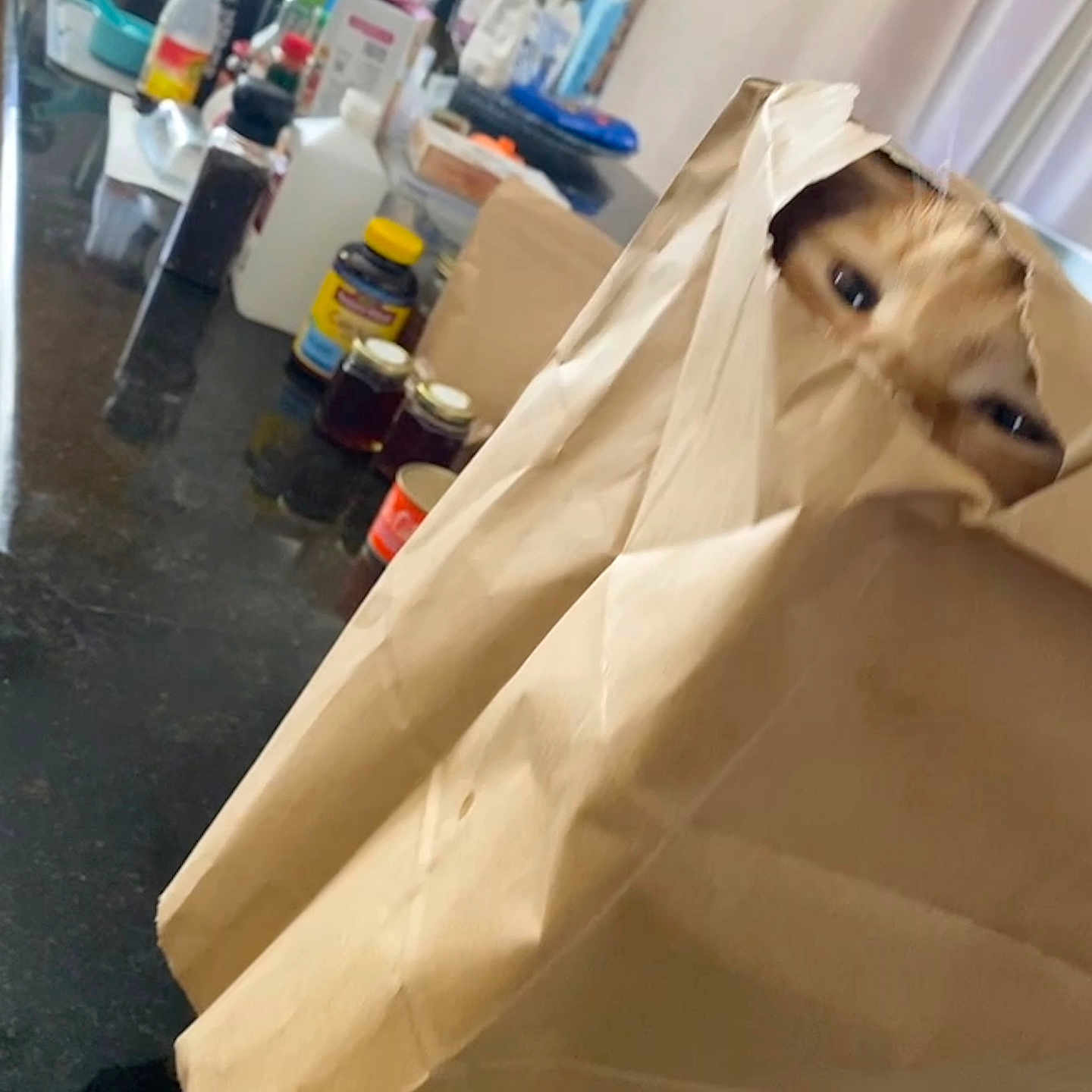 Peanut joined the competition — help win amazing prizes! animal, background, brown, cat, closeup, containers, curious, eyes, face, feline, food_items, household, indoor, jars, kitchen_counter, orange_cat, paper_bag, peek, pet, playful