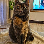 Frimousse a rejoint le concours — aidez-le/la à gagner de superbes lots ! cat, tortoiseshell_cat, pet, animal, indoor, living_room, blanket, plant, furniture, television, portrait, cozy, floor, wooden_floor, curtains, sitting, feline, whiskers, ears, tail