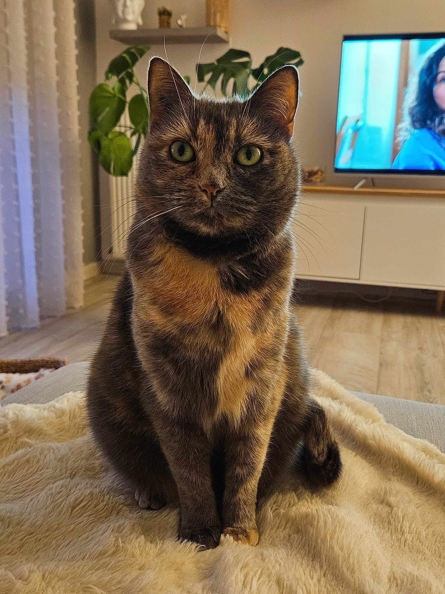 Frimousse a rejoint le concours — aidez-le/la à gagner de superbes lots ! cat, tortoiseshell_cat, pet, animal, indoor, living_room, blanket, plant, furniture, television, portrait, cozy, floor, wooden_floor, curtains, sitting, feline, whiskers, ears, tail
