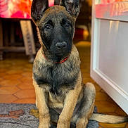 Arow a rejoint le concours — aidez-le/la à gagner de superbes lots ! dog, puppy, belgian_malinois, sitting, portrait, indoors, pointed_ears, black_mask, tan_coat, red_collar, pet, canine, wooden_floor, rug, home, door, colorful_background, alert, front_view, photography