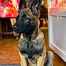 Arow participe au concours pour gagner de l'argent avec cette photo : dog, german_shepherd, puppy, sitting, portrait, indoors, home, alert, ears, black_and_tan, red_collar, fur, canine, pet, floor, tile, doormat, furniture, colorful_background, photography