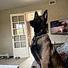 Arow participe au concours pour gagner de l'argent avec cette photo : dog, german_shepherd, canine, pet, sitting, indoors, living_room, portrait, alert, ears, black_and_tan, collar, short_hair, animal, furniture, television, door, window, food_bowls, home