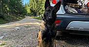 Arow participe au concours pour gagner de l'argent avec cette photo : dog, shepherd_dog, belgian_malinois, sitting, portrait, outdoors, forest, woodland, road, gravel, vehicle, suv, open_trunk, travel, adventure, collar, black_and_tan, pointed_ears, nature, daylight