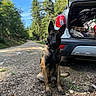 dog, shepherd_dog, belgian_malinois, sitting, portrait, outdoors, forest, woodland, road, gravel, vehicle, suv, open_trunk, travel, adventure, collar, black_and_tan, pointed_ears, nature, daylight