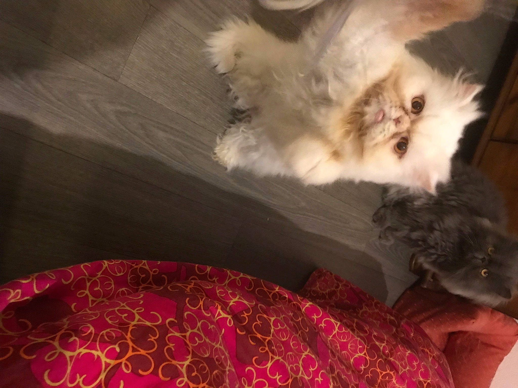 Maya a rejoint le concours — aidez-le/la à gagner de superbes lots ! british_longhair, canidae, carnivore, cat, claw, comfort, companion_dog, fawn, felidae, fur, magenta, pattern, paw, small_to_medium_sized_cats, tail, whiskers