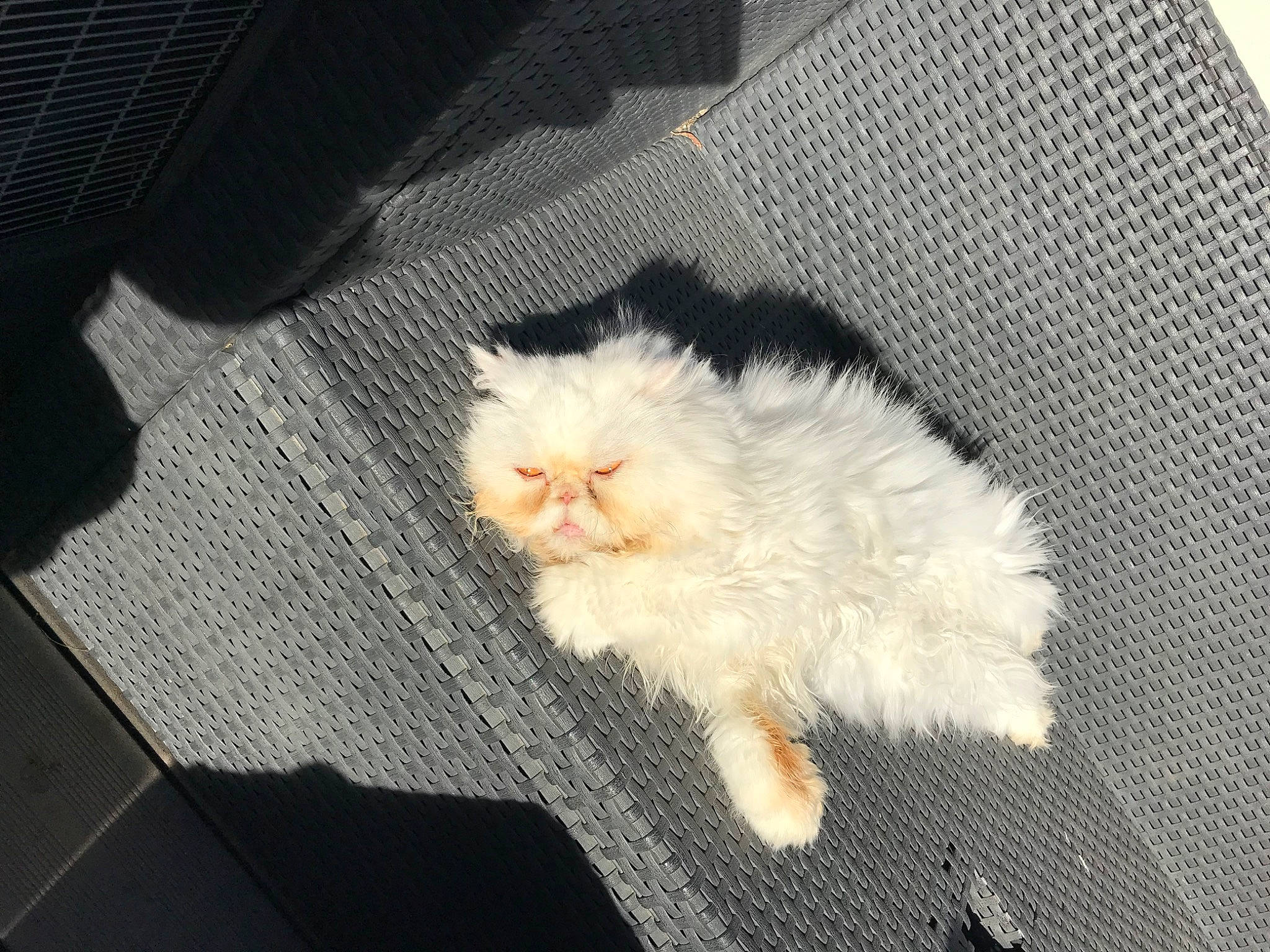 Maya a rejoint le concours — aidez-le/la à gagner de superbes lots ! canidae, carnivore, cat, claw, companion_dog, fawn, felidae, fur, paw, persian, small_to_medium_sized_cats, tail, whiskers