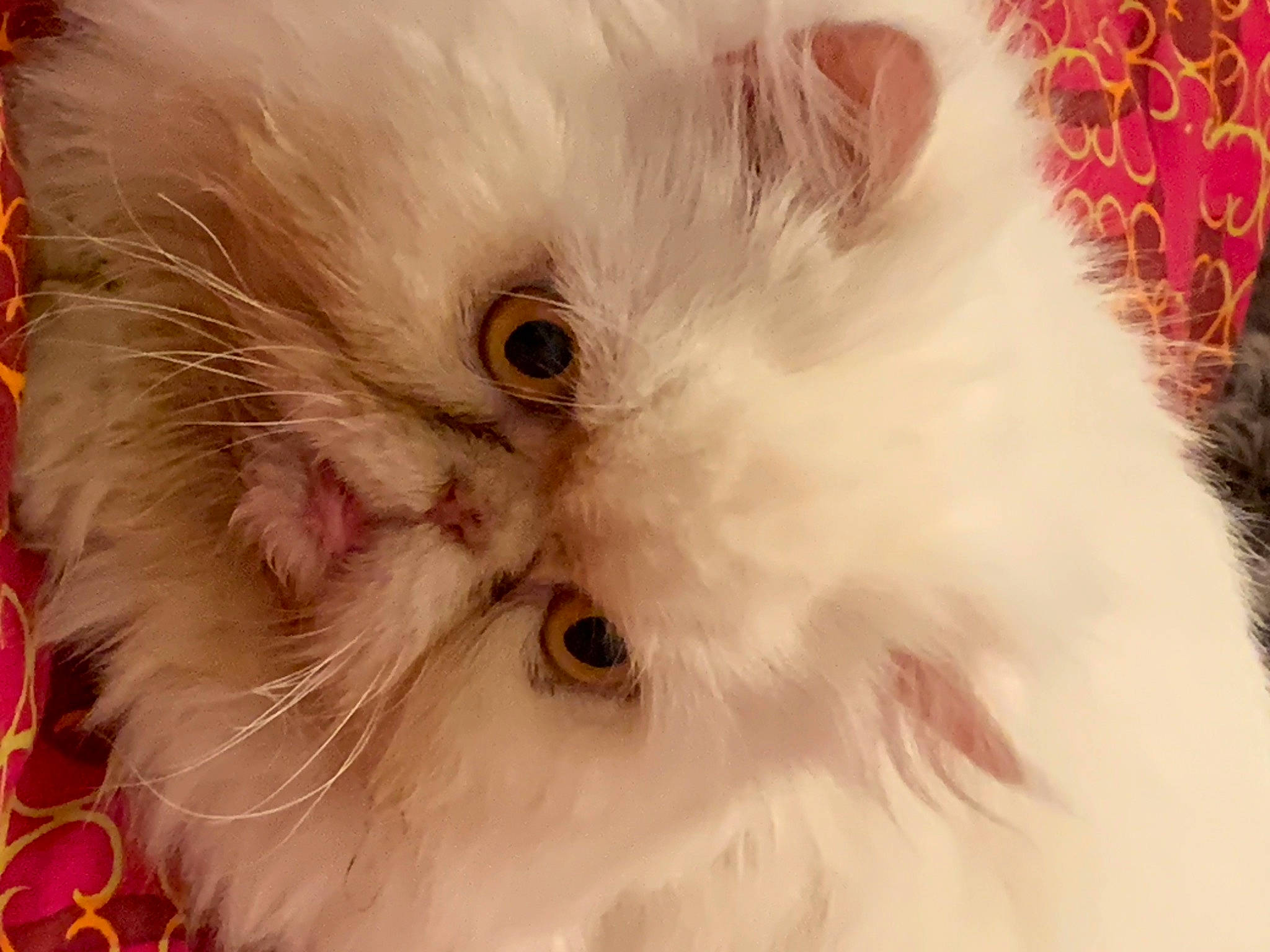 Maya a rejoint le concours — aidez-le/la à gagner de superbes lots ! carnivore, cat, event, eye, eyelash, felidae, fur, head, persian, plant, small_to_medium_sized_cats, snout, terrestrial_animal, whiskers