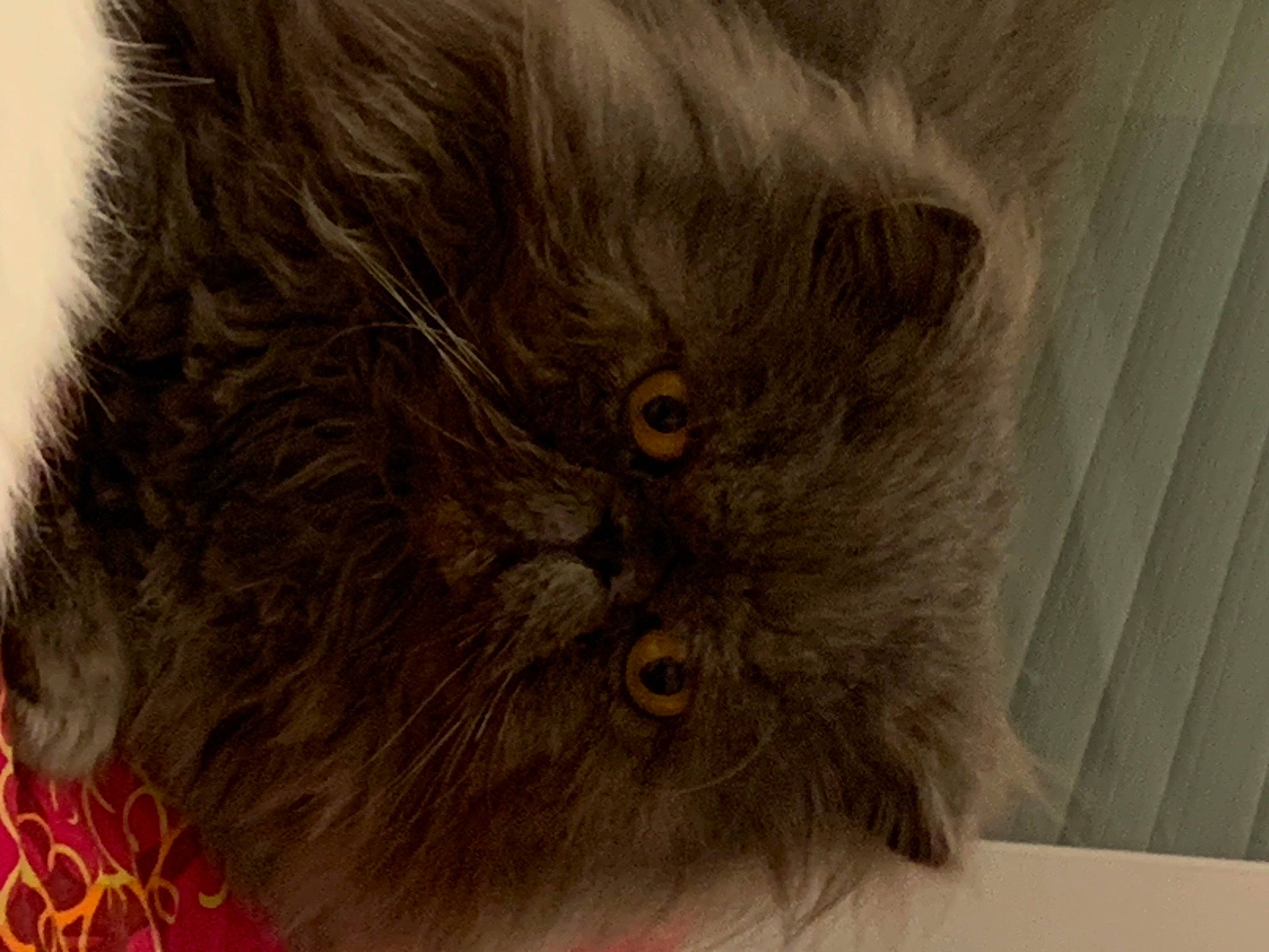 Noa participe au concours pour gagner de l'argent avec cette photo : british_longhair, carnivore, cat, eye, fawn, felidae, fur, persian, small_to_medium_sized_cats, snout, terrestrial_animal, whiskers