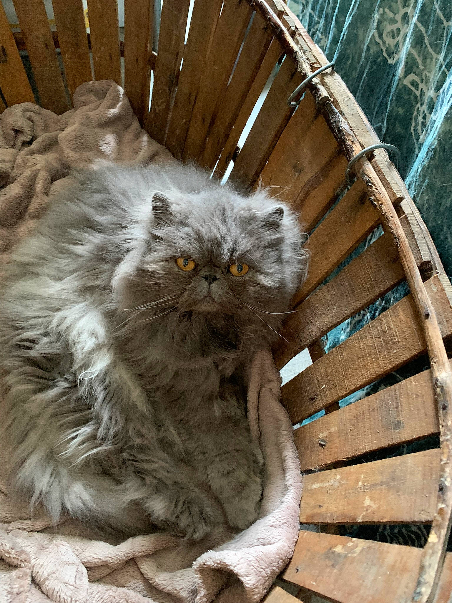 Noa a rejoint le concours — aidez-le/la à gagner de superbes lots ! british_longhair, carnivore, cat, comfort, fawn, felidae, fur, grass, mammal, small_to_medium_sized_cats, snout, tail, terrestrial_animal, tree, trunk, twig, vertebrate, whiskers, wildlife, wood