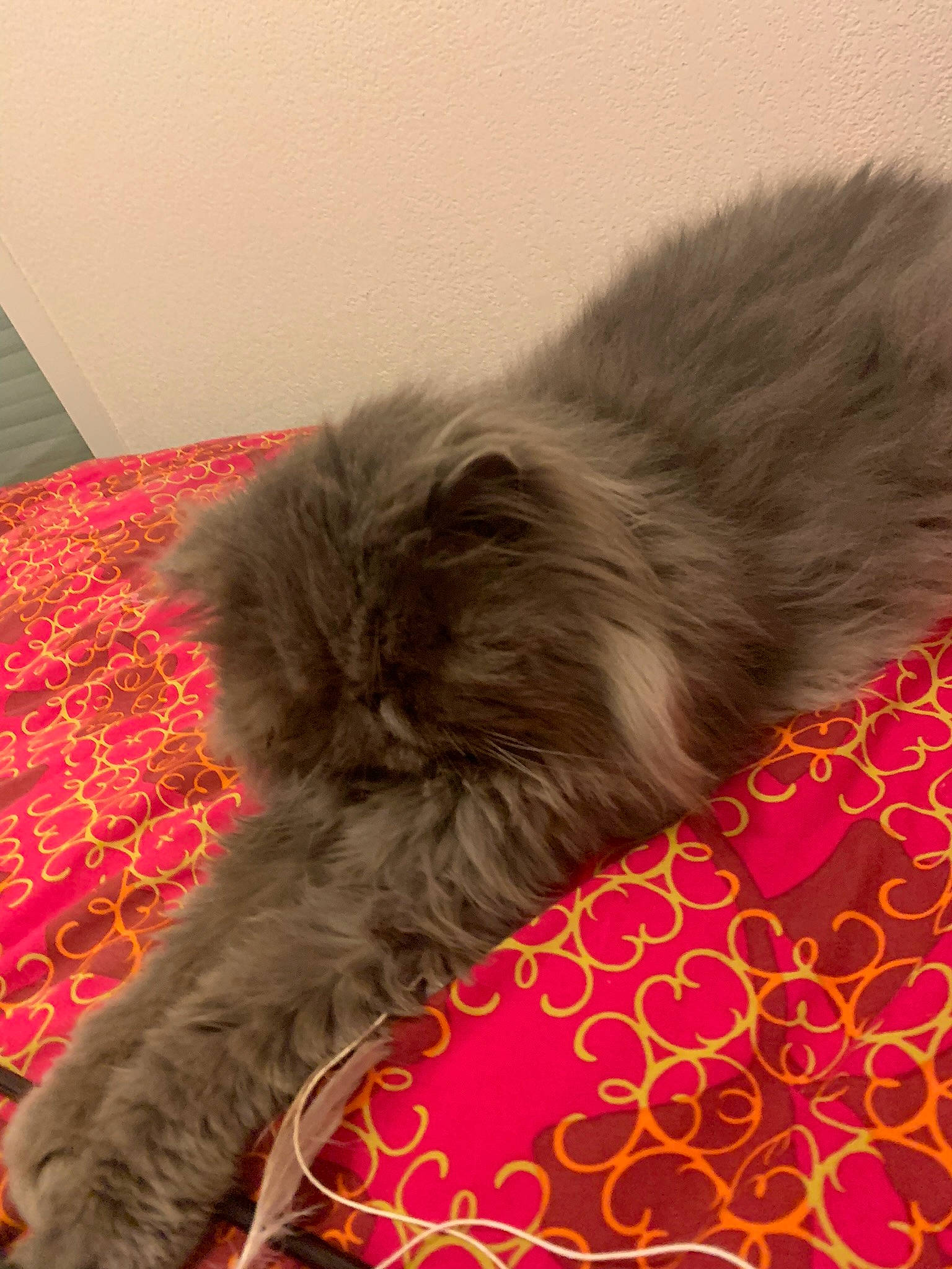 Noa a rejoint le concours — aidez-le/la à gagner de superbes lots ! canidae, carnivore, comfort, companion_dog, dog, dog_breed, dog_supply, fawn, felidae, fur, liver, magenta, small_to_medium_sized_cats, snout, sporting_group, tail, terrier, toy_dog, whiskers, working_animal