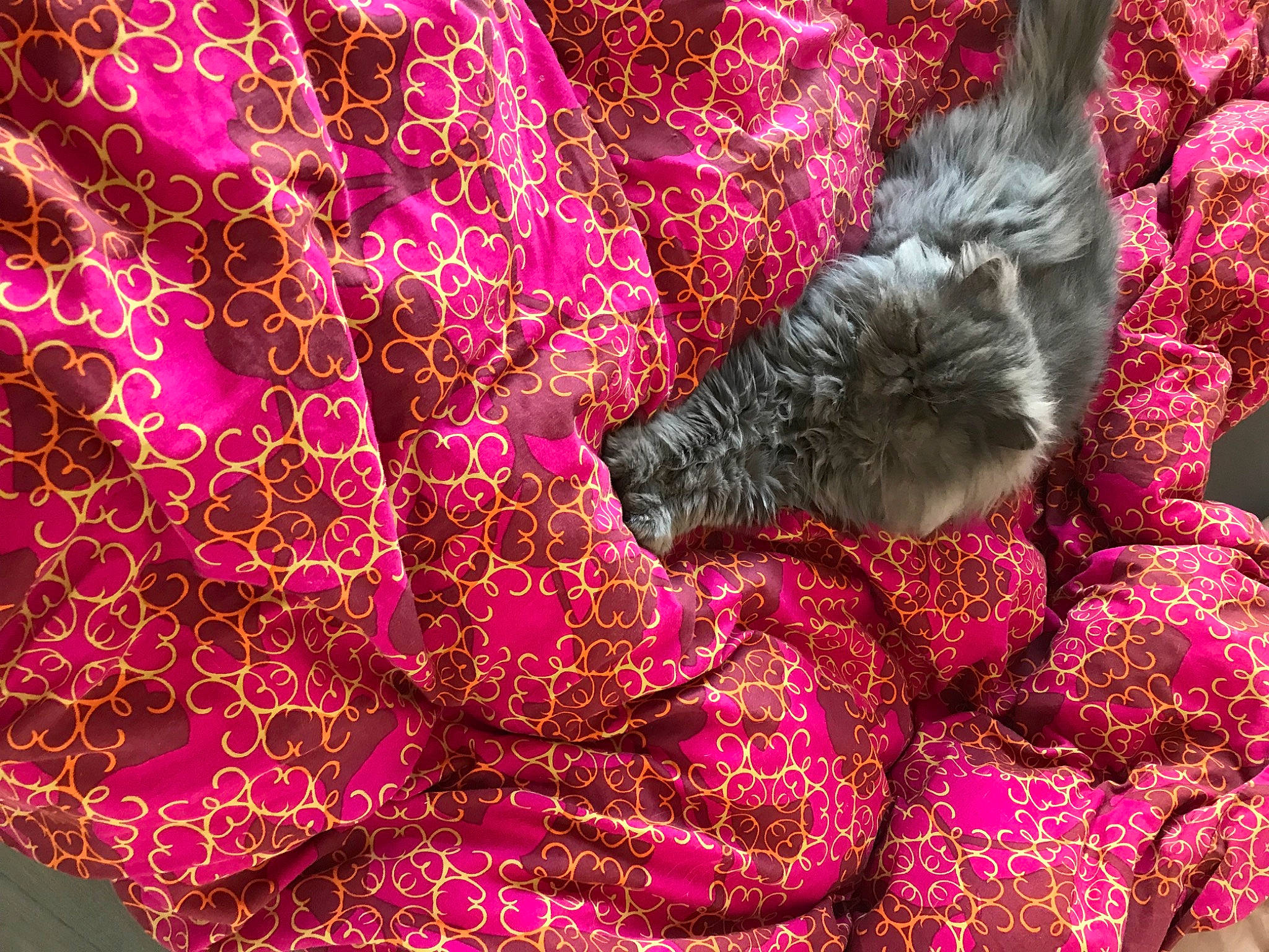 Noa a rejoint le concours — aidez-le/la à gagner de superbes lots ! annual_plant, art, circle, dog_breed, event, felidae, fractal_art, fur, groundcover, leaf_vegetable, magenta, natural_material, organism, pattern, petal, pink, purple, small_to_medium_sized_cats, tail, textile