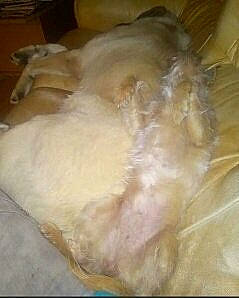 Nina a rejoint le concours — aidez-le/la à gagner de superbes lots ! canidae, carnivore, claw, companion_dog, dog, dog_breed, felidae, fur, nap, non_sporting_group, paw, sleep, small_to_medium_sized_cats, snout, sporting_group, tail, whiskers, working_animal