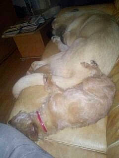 Nina a rejoint le concours — aidez-le/la à gagner de superbes lots ! bedtime, box, canidae, carnivore, carton, comfort, companion_dog, dog, dog_breed, fawn, felidae, hardwood, nap, paw, retriever, shipping_box, sleep, sporting_group, tail, working_animal