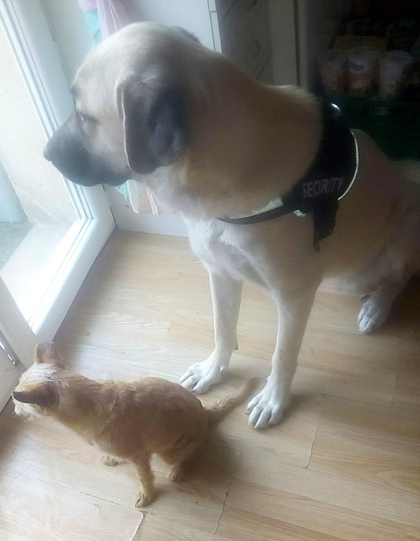 Nina a rejoint le concours — aidez-le/la à gagner de superbes lots ! canidae, carnivore, cat, collar, companion_dog, dog, dog_breed, fawn, felidae, floor, flooring, hardwood, paw, pet_supply, snout, sporting_group, tail, whiskers, wood, working_animal