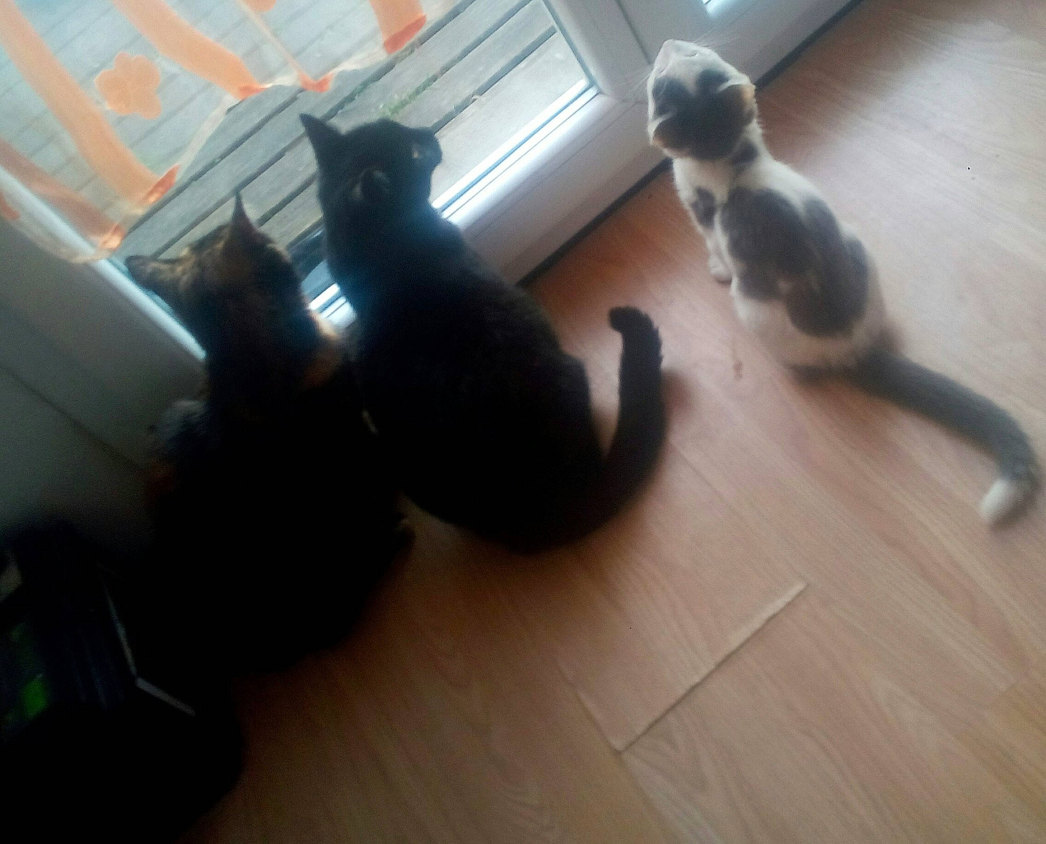 Cannelle a rejoint le concours — aidez-le/la à gagner de superbes lots ! black_cat, carnivore, cat, felidae, floor, flooring, hardwood, kitten, laminate_flooring, small_to_medium_sized_cats, tail, whiskers, wood_flooring