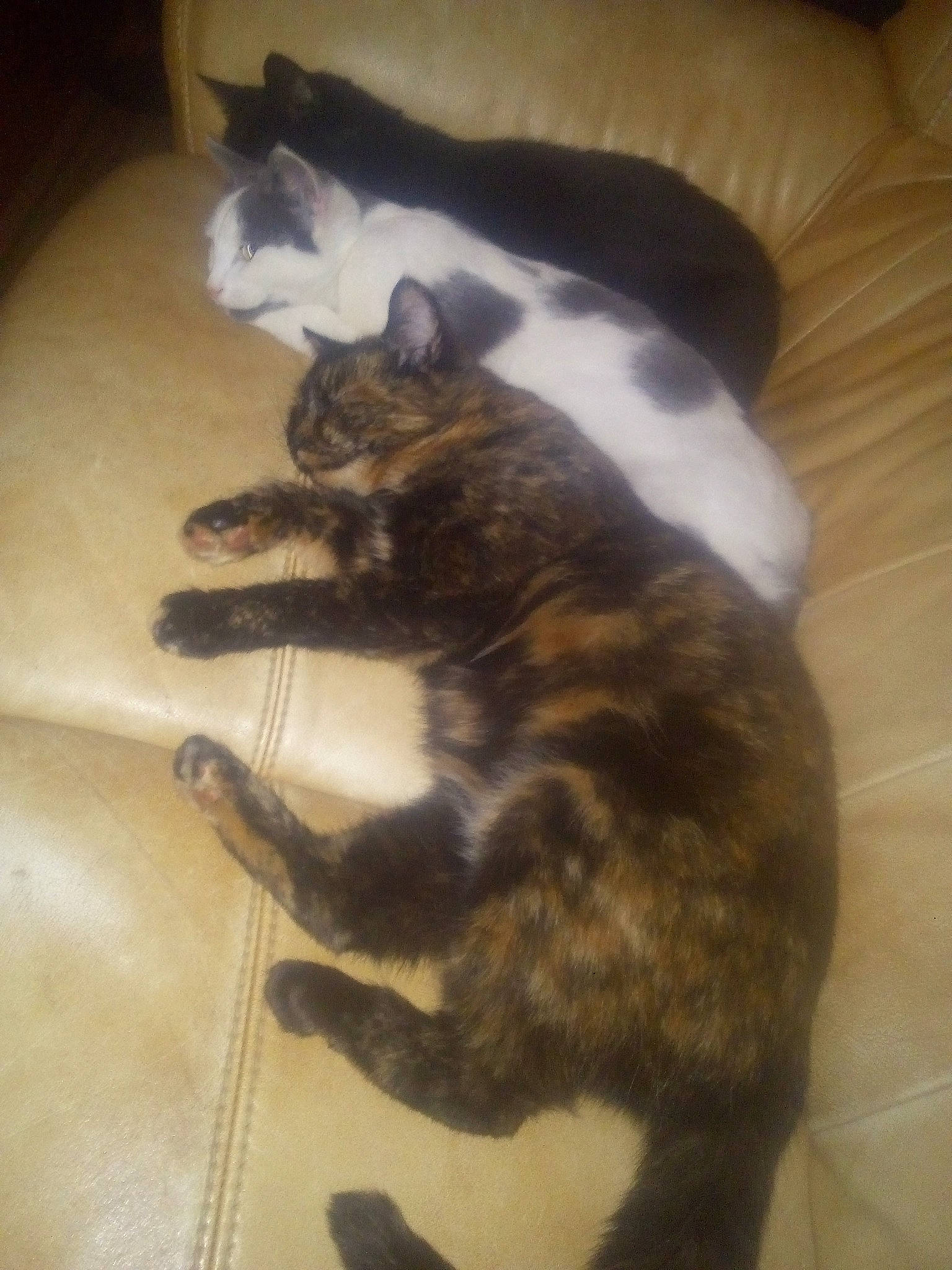 Cannelle a rejoint le concours — aidez-le/la à gagner de superbes lots ! carnivore, cat, claw, domestic_short_haired_cat, european_shorthair, felidae, fur, kitten, paw, polydactyl_cat, small_to_medium_sized_cats, tail, whiskers