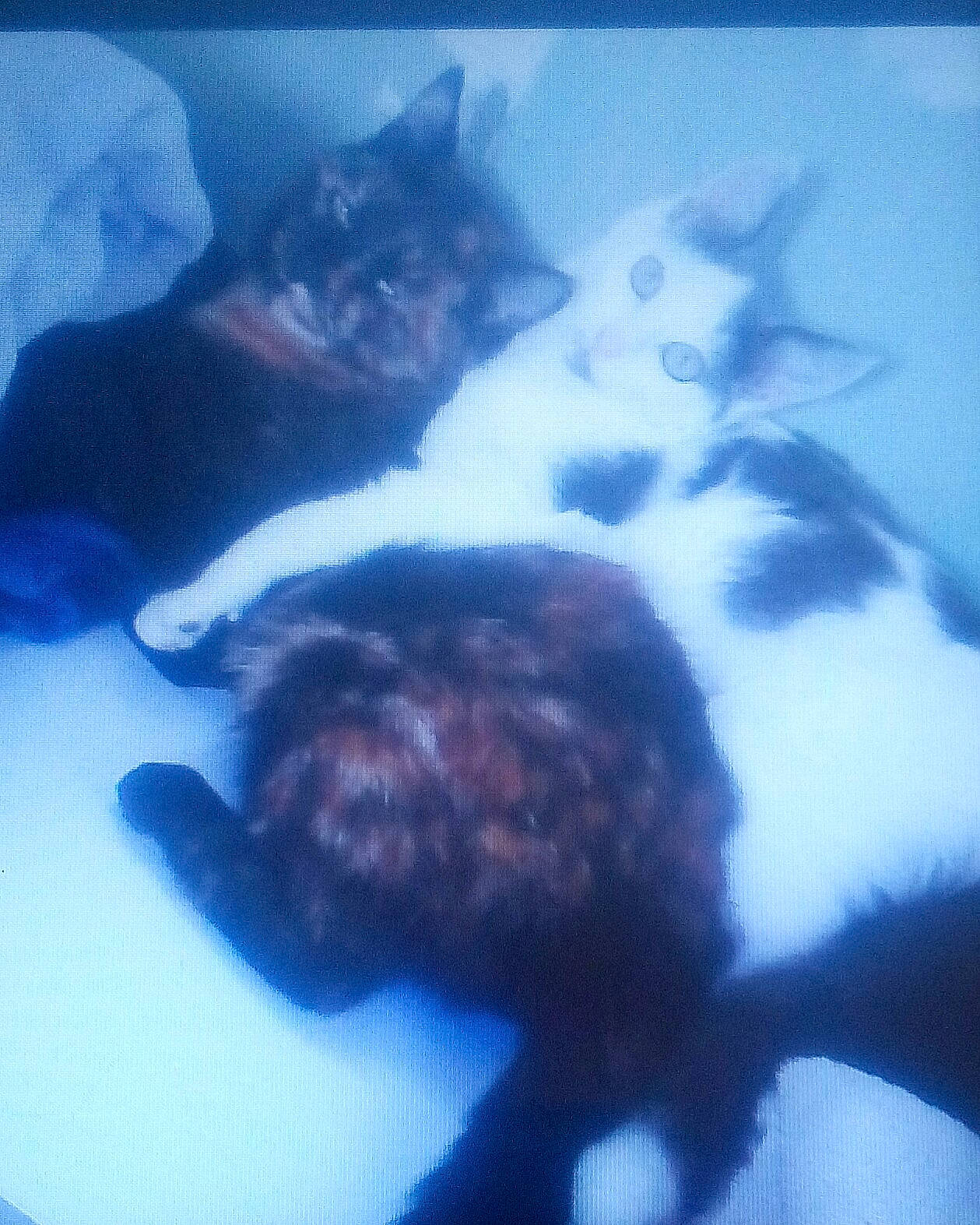 Cannelle a rejoint le concours — aidez-le/la à gagner de superbes lots ! black_cat, carnivore, cat, cloud, felidae, fur, kitten, meteorological_phenomenon, mountain, organism, polydactyl_cat, sky, small_to_medium_sized_cats, whiskers