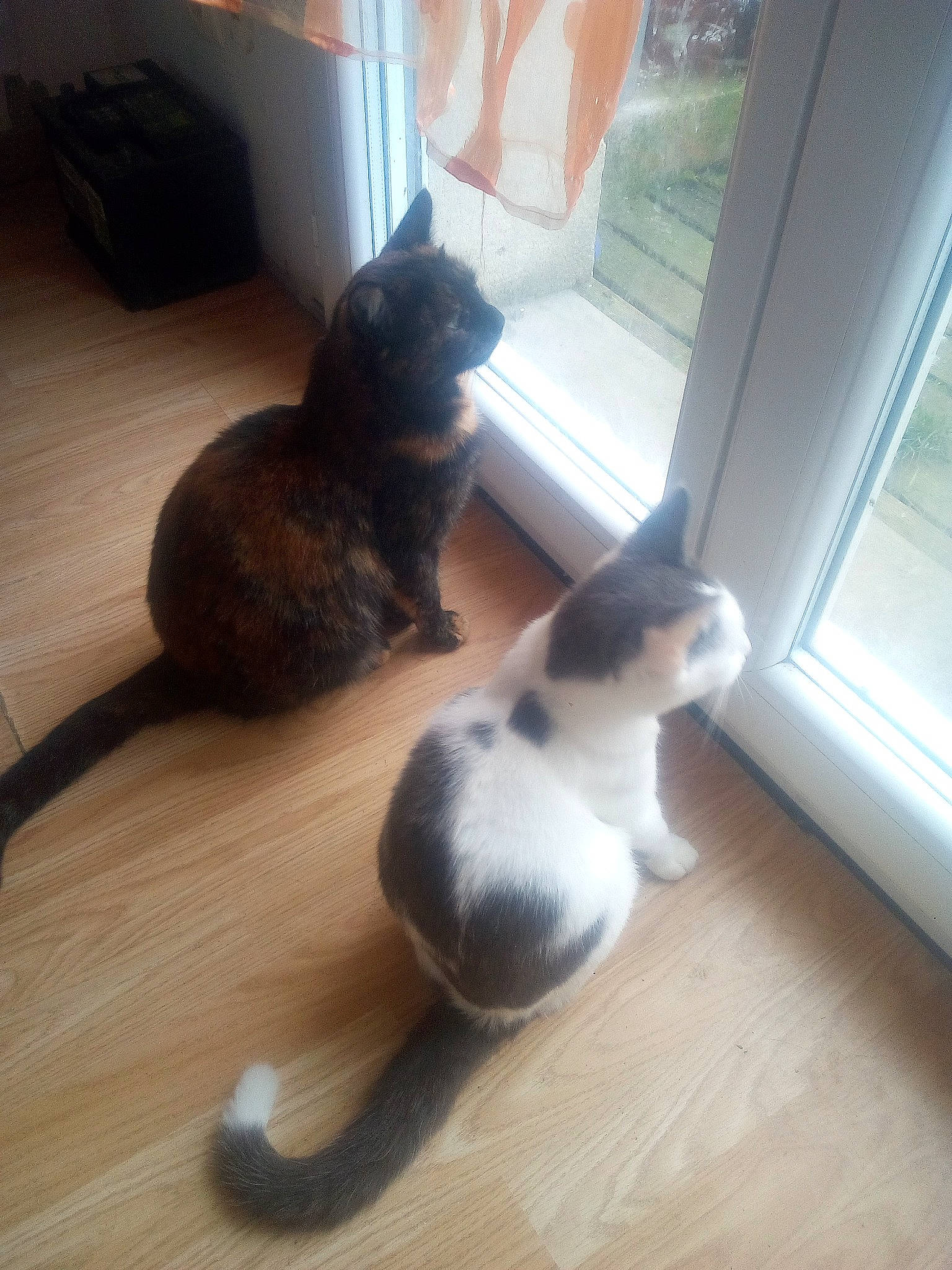 Cannelle a rejoint le concours — aidez-le/la à gagner de superbes lots ! carnivore, cat, fawn, felidae, floor, hardwood, kitten, polydactyl_cat, small_to_medium_sized_cats, tail, whiskers