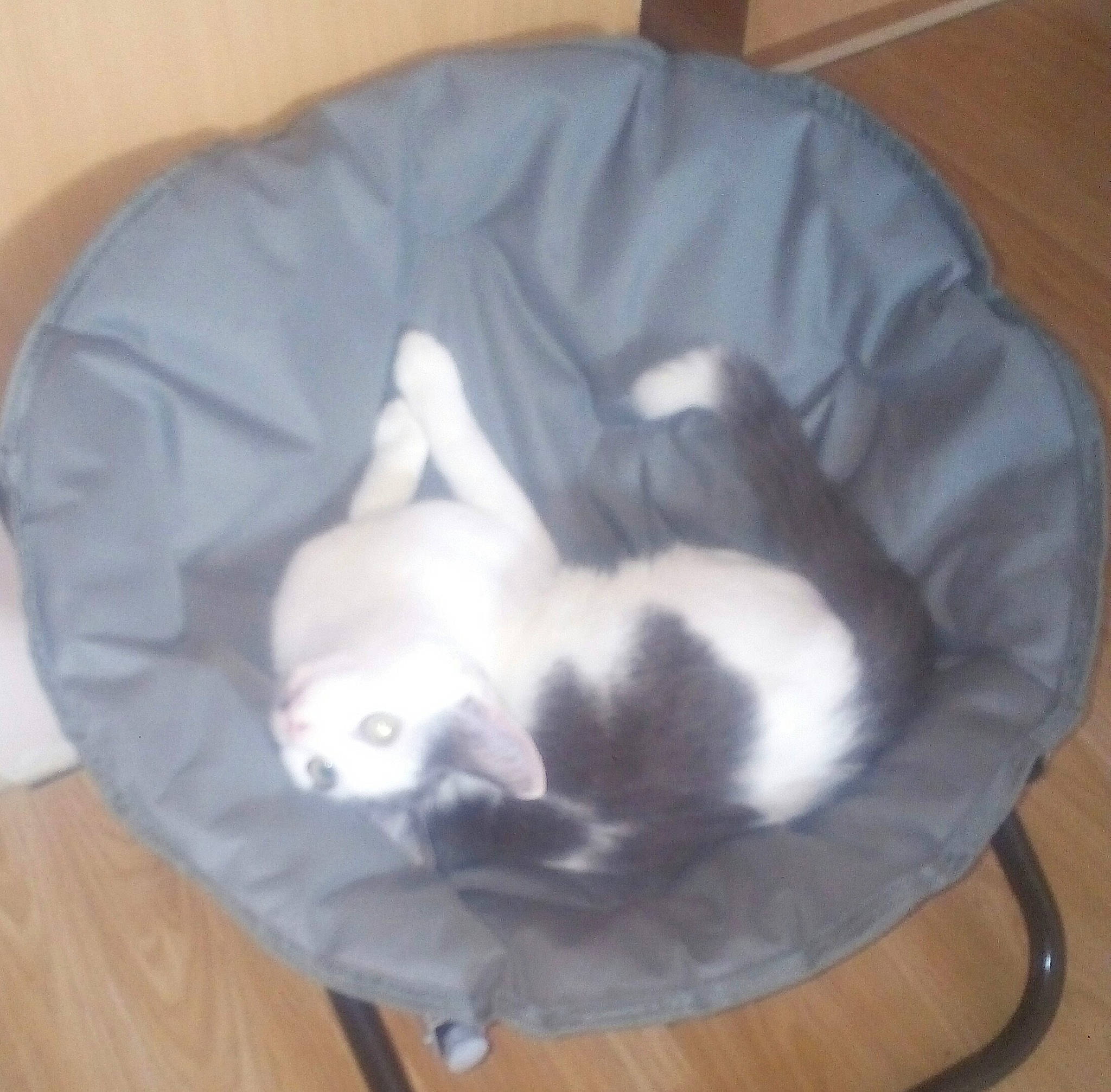 Locky a rejoint le concours — aidez-le/la à gagner de superbes lots ! canidae, carnivore, cat, companion_dog, dog_breed, ear, felidae, kitten, nap, non_sporting_group, puppy, small_to_medium_sized_cats, tail