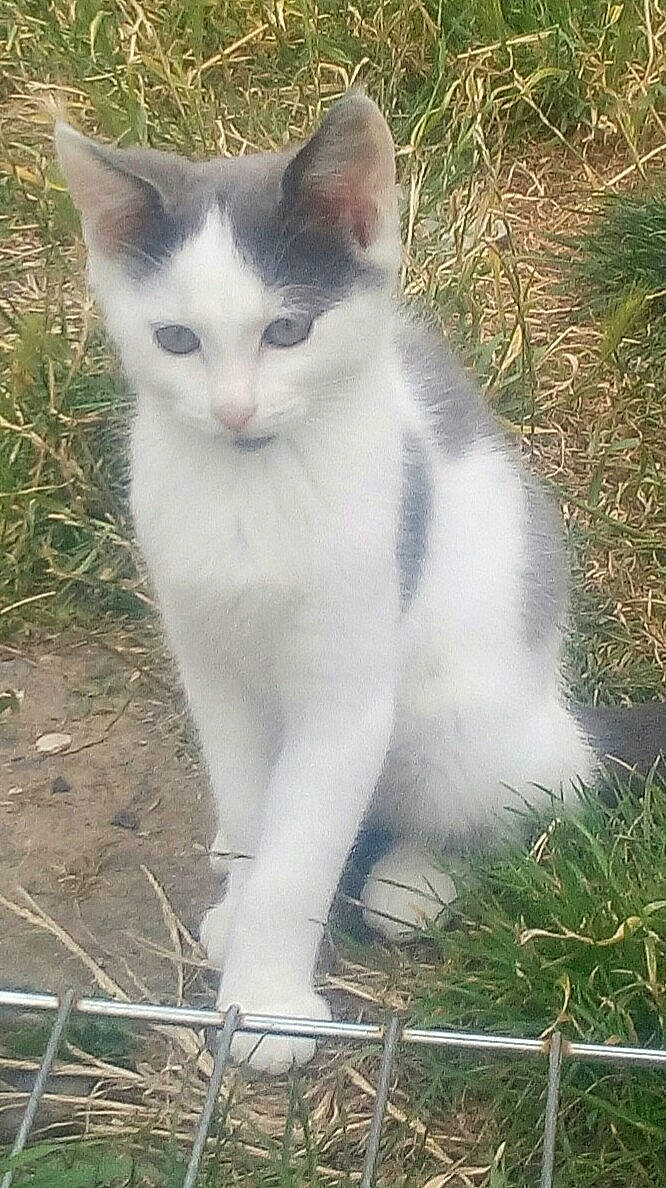 Locky a rejoint le concours — aidez-le/la à gagner de superbes lots ! aegean_cat, american_wirehair, carnivore, cat, domestic_short_haired_cat, eye, felidae, grass, mammal, polydactyl_cat, small_to_medium_sized_cats, snout, tail, turkish_angora, whiskers