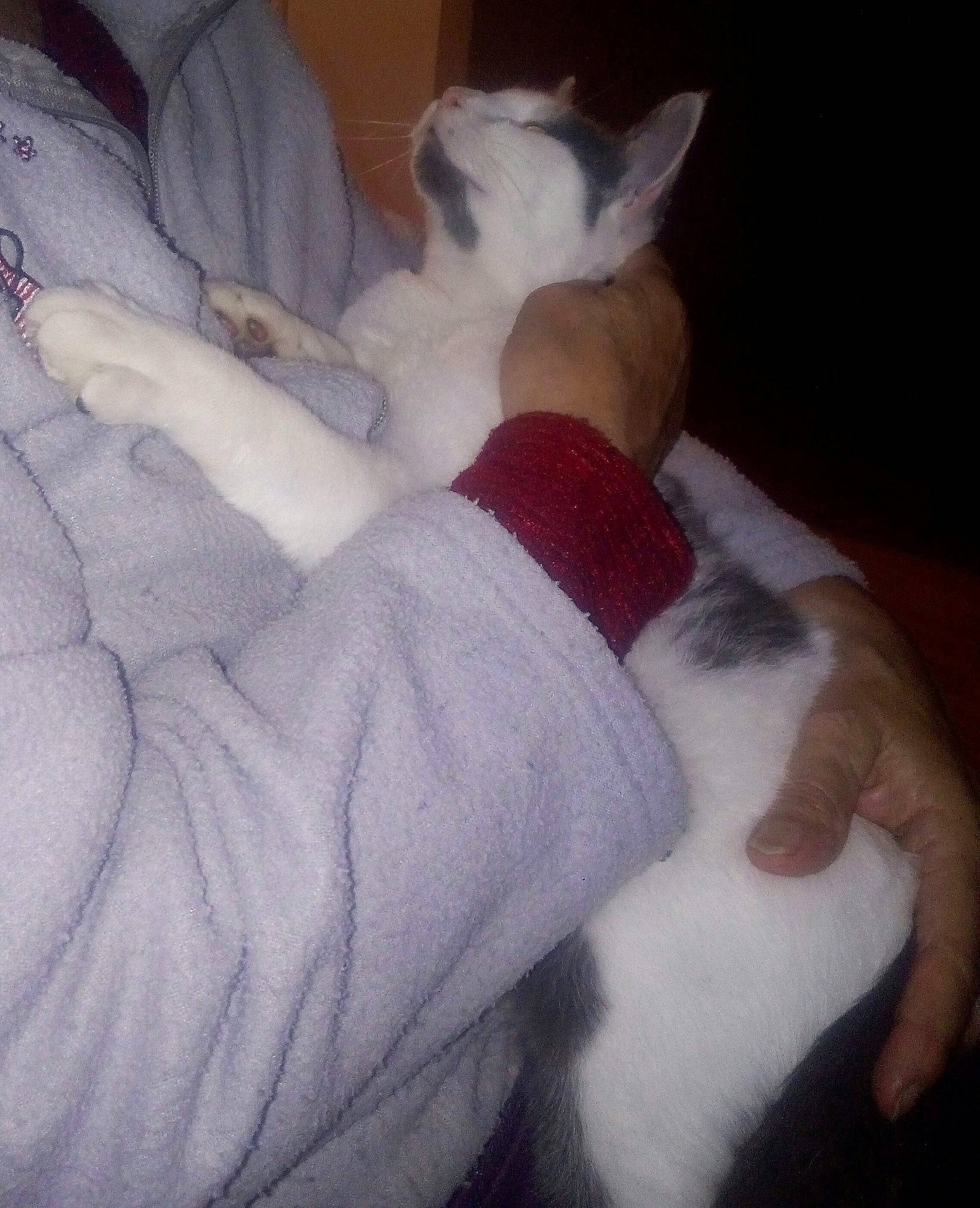 Locky participe au concours pour gagner de l'argent avec cette photo : carnivore, cat, colorpoint_shorthair, ear, felidae, fur, kitten, nap, paw, polydactyl_cat, small_to_medium_sized_cats, tail, whiskers