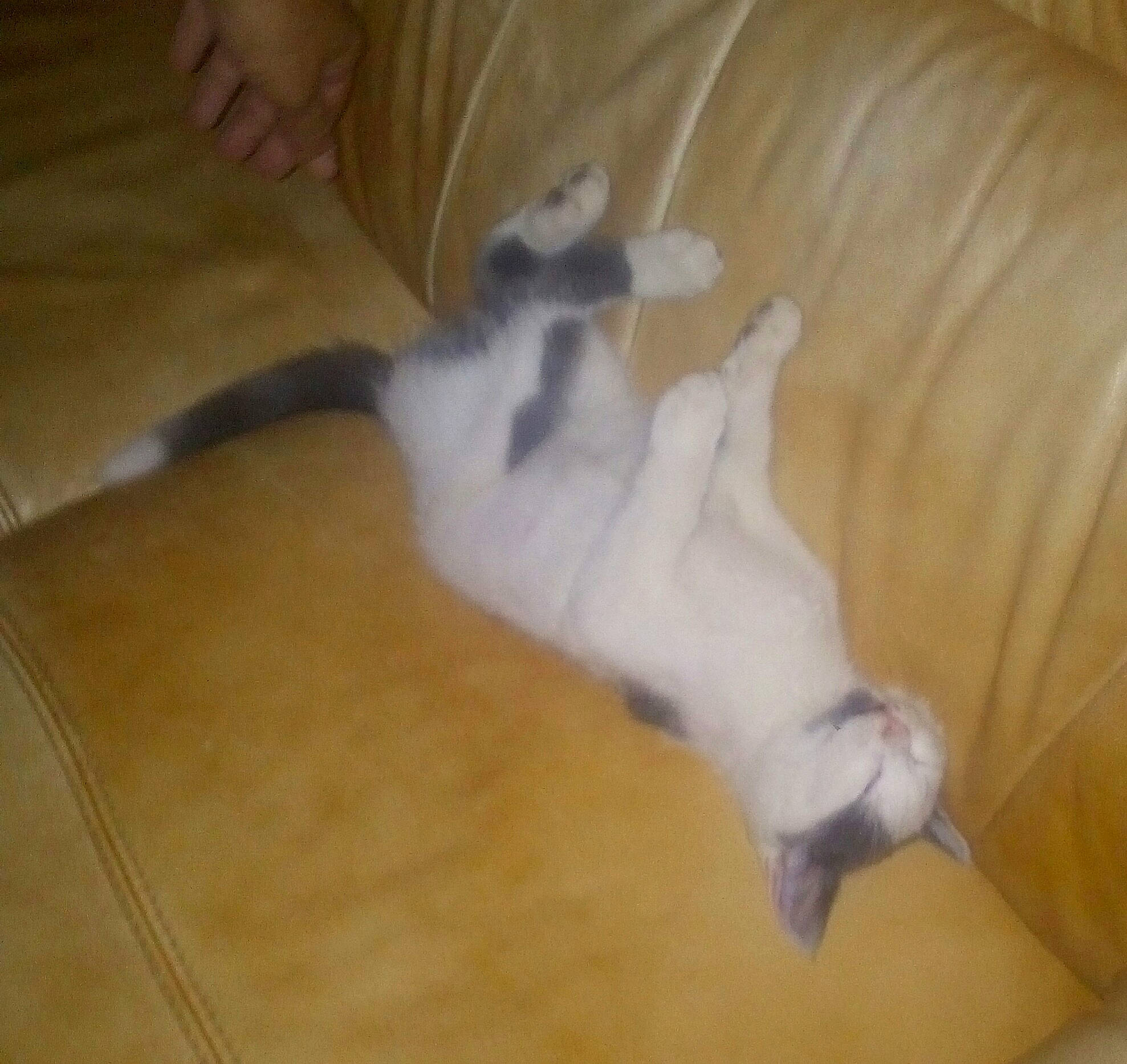 Locky participe au concours pour gagner de l'argent avec cette photo : carnivore, cat, fawn, felidae, kitten, paw, small_to_medium_sized_cats, tail, whiskers