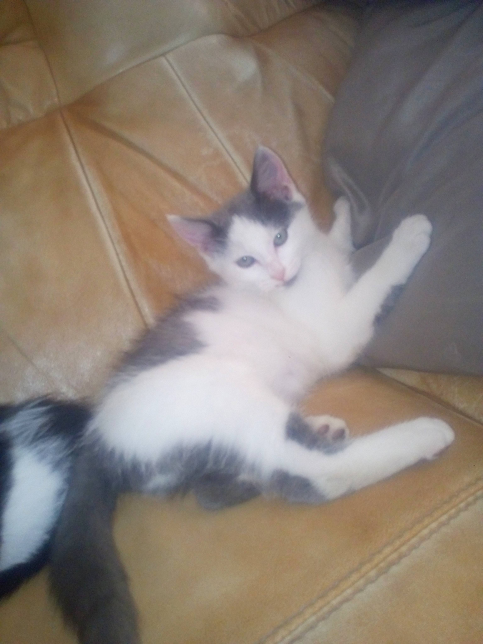 Locky participe au concours pour gagner de l'argent avec cette photo : aegean_cat, american_wirehair, carnivore, cat, domestic_long_haired_cat, domestic_short_haired_cat, european_shorthair, felidae, kitten, mammal, norwegian_forest_cat, ojos_azules, paw, polydactyl_cat, small_to_medium_sized_cats, tail, turkish_angora, turkish_van, vertebrate, whiskers