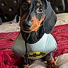 Hank Cadena is registered to the contest to win money with this photo: dog, dachshund, batman_costume, pet, animal, black_and_tan, portrait, sitting, bed, bedroom, blanket, costume, superhero, bat_symbol, ears, collar, indoors, funny, cute, photography