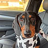dog, dachshund, pet, animal, black_and_tan, cow_print, bandana, car, car_interior, seat, sitting, portrait, close_up, looking_at_camera, brown_eyes, floppy_ears, long_body, short_legs, sunlight, suburban_background