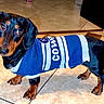 Hank Cadena is registered to the contest to win money with this photo: dog, dachshund, pet, animal, black_and_tan, standing, sweater, clothing, blue, white, indoor, tile_floor, home, portrait, looking_at_camera, floppy_ears, short_legs, long_body, cute, sports_fan