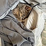 Easter joined the competition — help win amazing prizes! animal, bed, blanket, cat, comfort, cozy, cute, domestic, feline, fur, gray_cat, indoor, nap, pet, quiet, relax, resting, sleeping, soft, warm