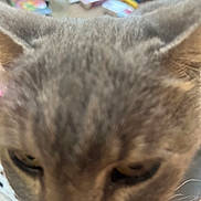 Easter joined the competition — help win amazing prizes! animal, background, blurry, cat, close, close_up, clutter, domestic_cat, ears, eyes, face, feline, fur, head, indoor, muzzle, nose, pet, soft_focus, whiskers