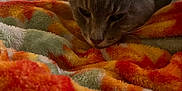 Easter is registered to the contest to win money with this photo: animal, blanket, cat, closeup, comfort, cozy, fur, fuzzy_blanket, gray_cat, green, home, indoor, orange, pet, red, relaxed, resting, sleepy, soft_texture, warm_colors