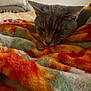 animal, blanket, cat, closeup, comfort, cozy, fur, fuzzy_blanket, gray_cat, green, home, indoor, orange, pet, red, relaxed, resting, sleepy, soft_texture, warm_colors