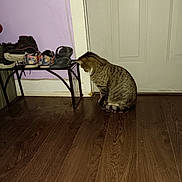 Mister Kitty joined the competition — help win amazing prizes! animal, brown, cat, domestic, door, feline, flooring, home, indoor, looking_down, pet, purple_wall, quiet, sandals, shoe_rack, shoes, sitting, striped, tabby_cat, wooden_floor