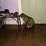 animal, brown, cat, domestic, door, feline, flooring, home, indoor, looking_down, pet, purple_wall, quiet, sandals, shoe_rack, shoes, sitting, striped, tabby_cat, wooden_floor