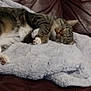 Mister Kitty joined the competition — help win amazing prizes! animal, blanket, cat, comfort, couch, cozy, domestic_animal, feline, fur, indoor, leather, mammal, paws, pet, relaxation, resting, sleeping, soft, tabby, whiskers