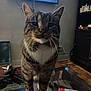 Mister Kitty joined the competition — help win amazing prizes! background, brown, cat, close_up, curious, domestic_animal, flooring, focus, furniture, glass_table, household_items, indoor, living_room, pet, reflection, standing, tabby_cat, television, whiskers, white_paws
