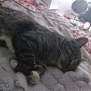 Mister Kitty joined the competition — help win amazing prizes! bed, blanket, cat, cozy, domestic_animal, electronics, feline, fur, household, indoor, mirror, paw, pet, relaxation, resting, side_table, sleeping, soft, tabby, water_bottle