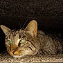 alert, animal, carpet, cat, closeup, curious, domestic, ears, feline, fur, hidden, indoor, low_light, mammal, pet, portrait, resting, tabby, texture, whiskers