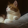 animal, blanket, cat, close_up, ears, eyes, feline, fur, indoor, lounging, orange_cat, paws, pet, pink_nose, portrait, relaxed, sitting, tabby, whiskers, white_cat