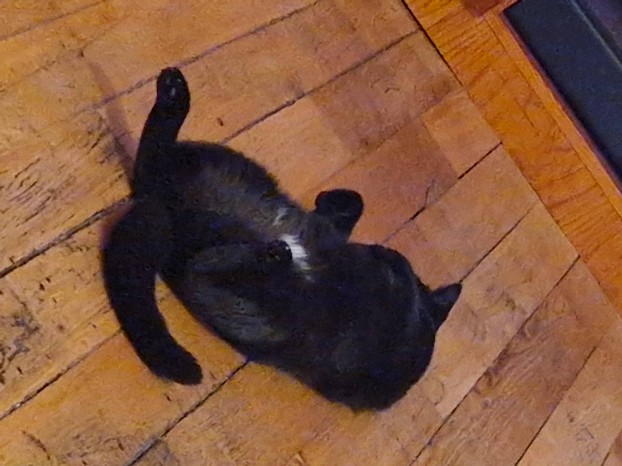 Nina participe au concours pour gagner de l'argent avec cette photo : carnivore, cat, comfort, companion_dog, dog_breed, felidae, floor, flooring, fur, hardwood, plank, shadow, small_to_medium_sized_cats, tail, terrestrial_animal, tints_and_shades, varnish, wood, wood_flooring, wood_stain