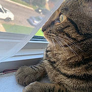 Timon is registered to the contest to win money with this photo: cat, tabby_cat, pet, animal, feline, whiskers, window, windowsill, curtain, indoor, close_up, side_profile, paw, fur, looking_out, daylight, domestic_animal, relaxed, nature_outside, soft_light