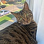 Timon is registered to the contest to win money with this photo: cat, tabby, green_eyes, windowsill, curious, pet, animal, fur, whiskers, closeup, indoor, sunlight, suburban, street, car, nature, daylight, domestic, feline, looking_back